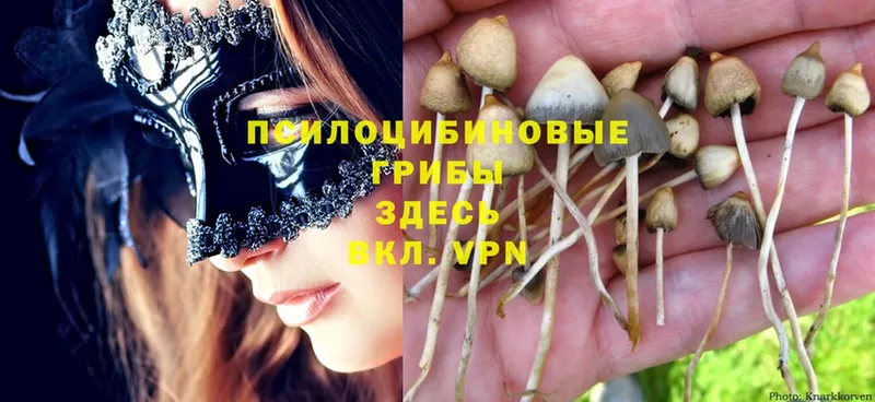 Псилоцибиновые грибы MAGIC MUSHROOMS  kraken сайт  Прокопьевск  даркнет сайт 